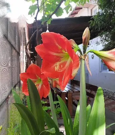 Casa Ozzy&patty Gæstehus Două Mai