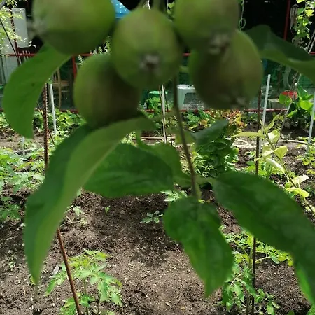 Casa Ozzy&patty Gæstehus