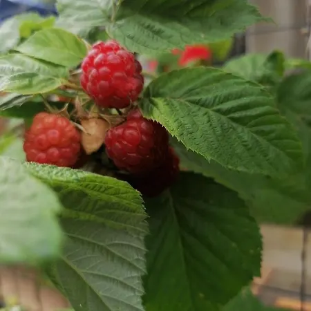 Casa Ozzy&patty Gæstehus Două Mai