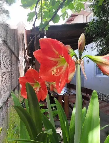 Casa Ozzy&patty Гостевой дом Доуэ-Май