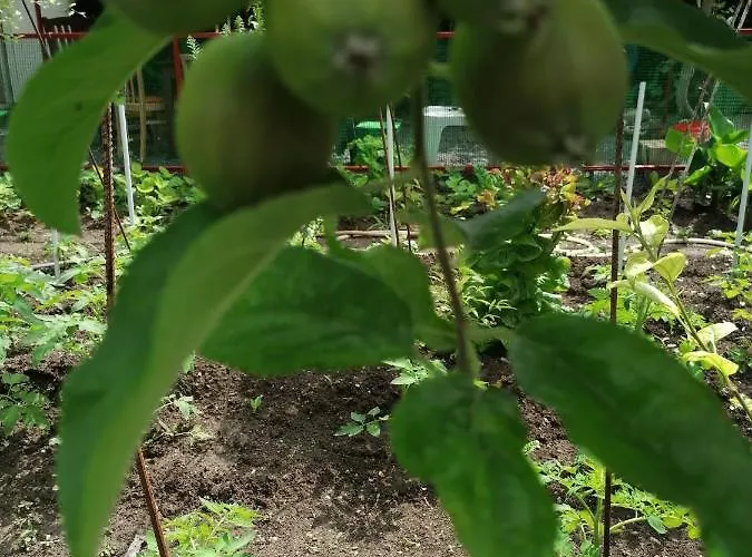 Casa Ozzy&patty Гостевой дом