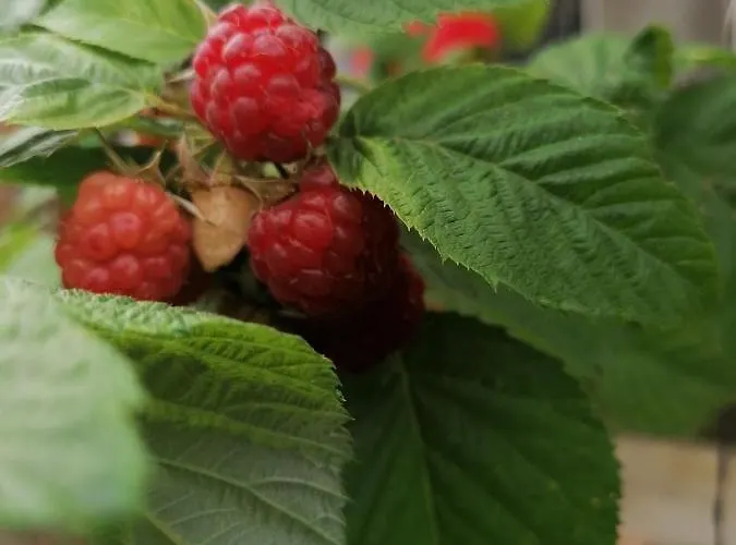 Casa Ozzy&patty Гостевой дом Доуэ-Май